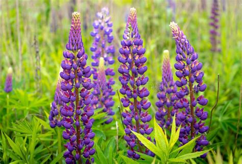 Lupinus Altramuz Campo Del Lupine Con Las Flores P Rpuras Y Azules