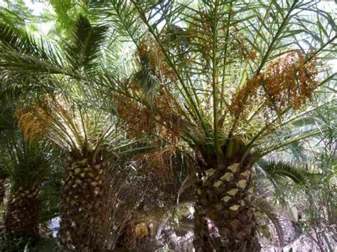 7 Best Palm Trees To Plant In Phoenix