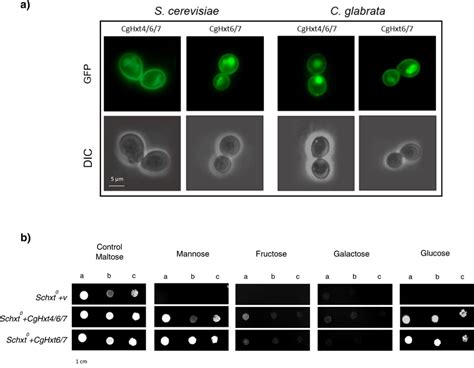 CgHxt4 6 7 And CgHxt6 7 Are Plasma Membrane Hexose Transporters A