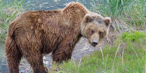 Short Film Offers Mesmerizing Portrait Of Alaska Brown Bears