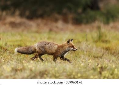 Red Fox Prey Attractive Photo Red Stock Photo (Edit Now) 1289015128