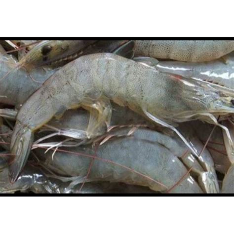 Jual Udang Besar Udang Vaname Vannamei Segar Udang Murah 1kg Indonesia