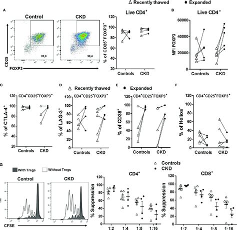 Expanded Regulatory T Cells Tregs Maintained Their Phenotype And In