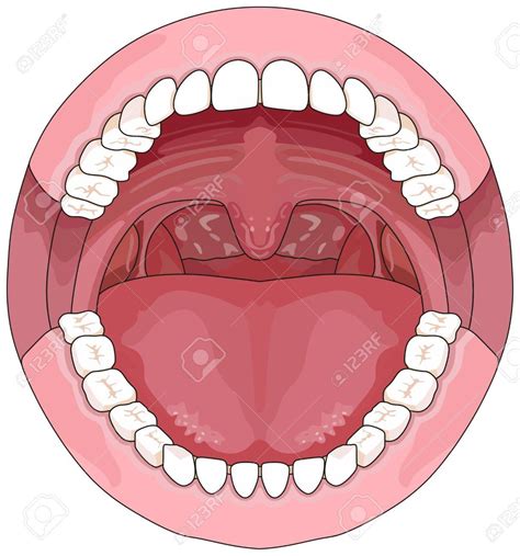 Diagram Of Teeth - exatin.info