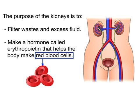 Patedu Catheter Access For Peritoneal Dialysis