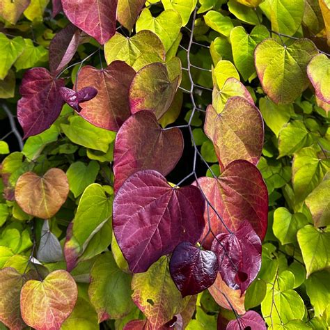 Cercis Canadensis Flame Thrower® Eastern Redbud From Pleasant Run Nursery