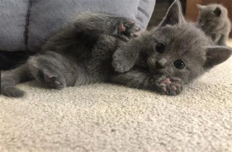 Russian Blue Mix Kitten