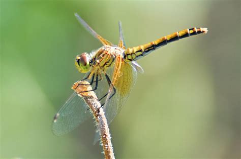 Gold Dragonfly Photograph By Jeff Beck Fine Art America