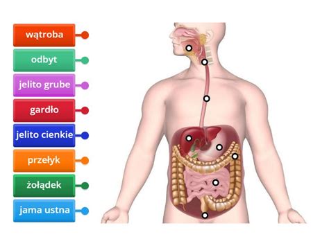 Układ pokarmowy człowieka budowa Labelled diagram