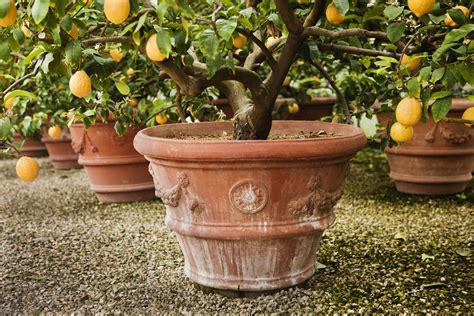 Mini Dwarf Fruit Trees Columnar Fruit Trees Create Your Own City Orchard With Dwarf