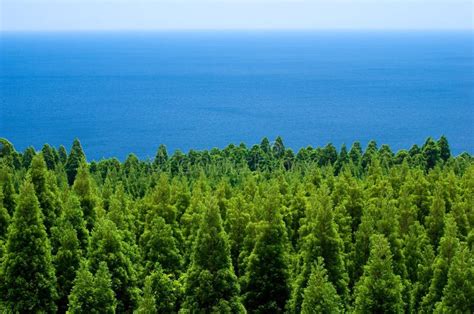 Forest And Sea Stock Photo Image Of Invigorating Brightly