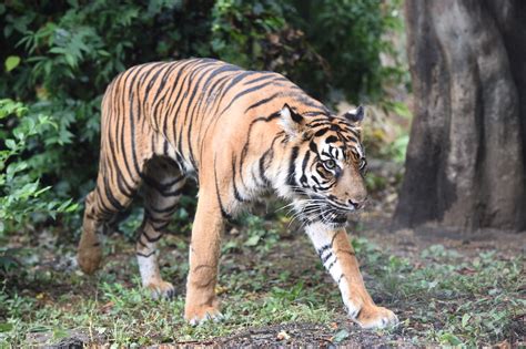 スマトラトラの子どもが生まれました──上野動物園では26年ぶり！！ ｜ 東京ズーネット