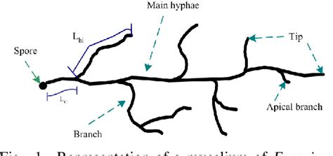 Figure From Morphological Characterization Of Aerial Hyphae And