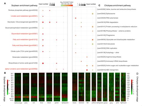 The Kegg Pathway Enrichment Analysis Ac And Expression Heatmap