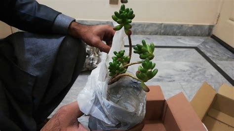 Unboxing Succulents And Cactus Plants Purchased Online Youtube