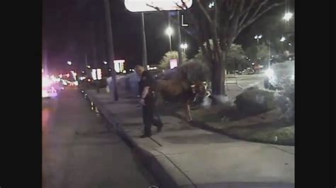 Dashcam Footage Shows Police Chase For Fugitive Cow Kens5