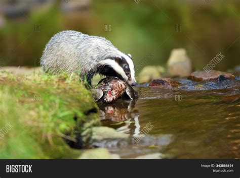 European Badger (meles Image & Photo (Free Trial) | Bigstock