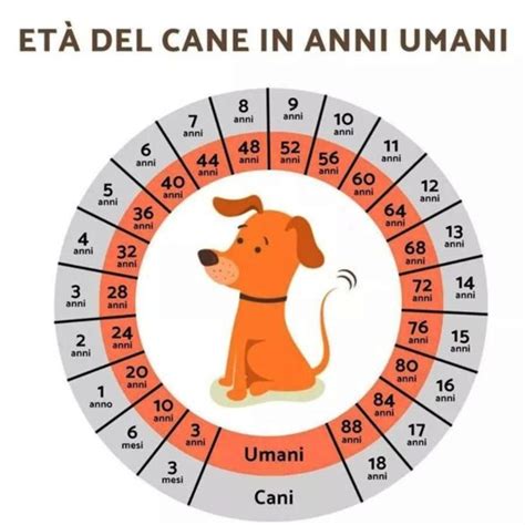 Quanti Anni Ha Il Mio Cane Metodo Per Calcolare Et Del Cane