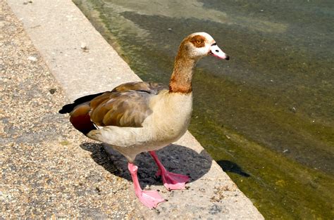 Egyptian Geese – Focusing on Wildlife