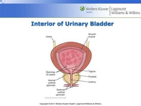 Ppt Chapter 13 The Urinary System Powerpoint Presentation Free Download Id 5193463