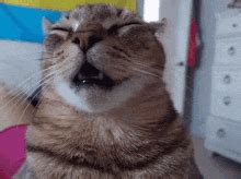 Goofy Ahh Cat Goofy Ahh Cat Cats Discover Share Gifs