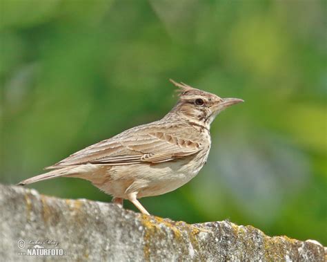 Crested Lark Photos Crested Lark Images Nature Wildlife Pictures