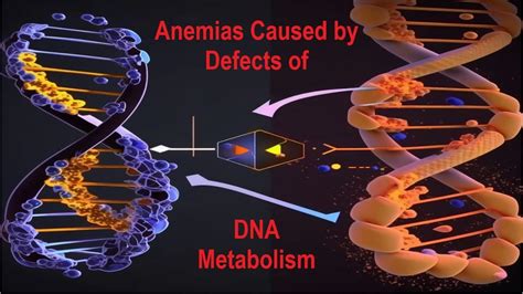 Understanding Megaloblastic Anemia Causes Symptoms And Diagnosis