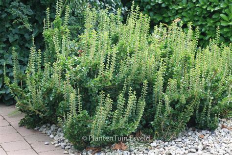 Hedera Helix Erecta Esveld Shop