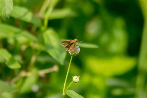 Pompeius Skipper From El Bosque De La Lomita Palenque Chis