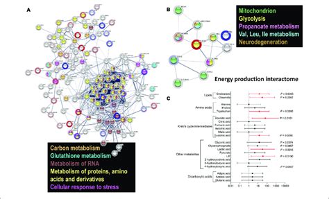 Differential Protein And Metabolite Enrichment In Pm Females A Download Scientific Diagram