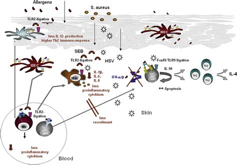 Dendritic Cells Bridging Innate And Adaptive Immunity In Atopic