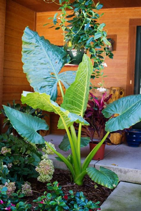 Alocasia Borneo Giant Wholesale K And M Nursery Boynton Beach Fl