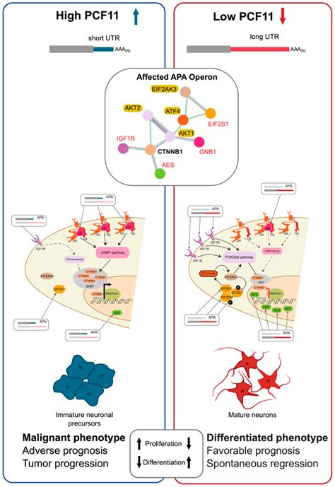 Biomolecules Free Full Text Emerging Roles Of Rna End Cleavage