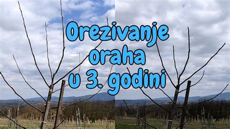 Orezivanje oraha u 3 godini i još po koji savet YouTube