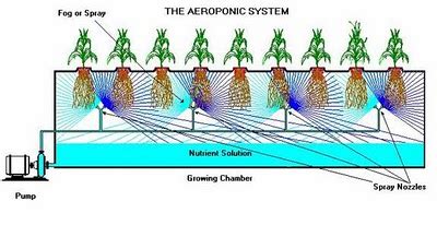 Aeroponics - tips on how to use aeroponic systems correctly