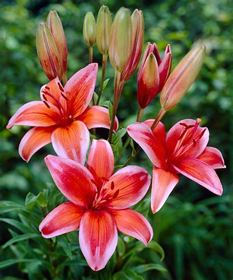 Another Great Find On Zulily Live Orange Electric Asiatic Lily