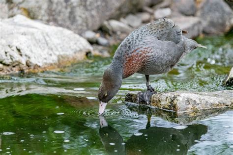 Animaux De Nouvelle Z Lande Noms Et Photos