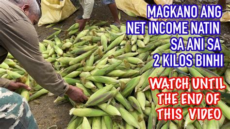 Magkano Ang Net Income Natin Sa Kilos Mais Sweet Pearl Variety