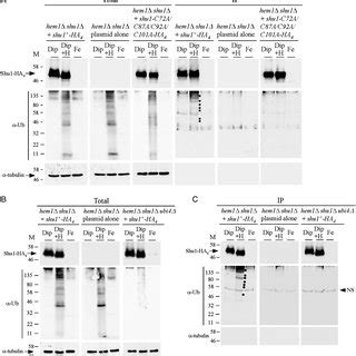 Detection Of Ubi Dependent Ubiquitinated Proteins That Interact With