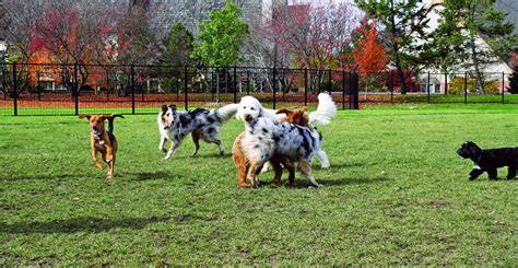 Dog Park Etiquette: 15 Rules Responsible Pet Owners Must Follow