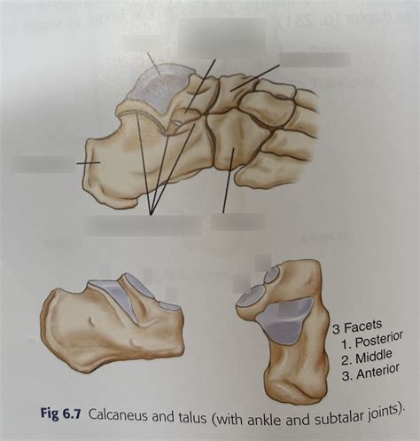 Calcaneus And Talus With Ankle And Subtalar Joints Diagram Quizlet