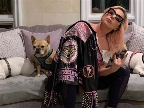 Diario Del Yaqui Dan 21 Años De Cárcel A Hombre Que Robó Perros De Lady Gaga