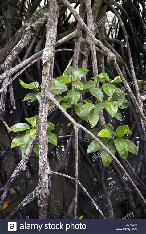 Mangrove Leaves Stock Photos & Mangrove Leaves Stock Images - Alamy