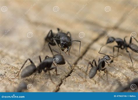 Ants fighting stock photo. Image of pests, horse, house - 47965746