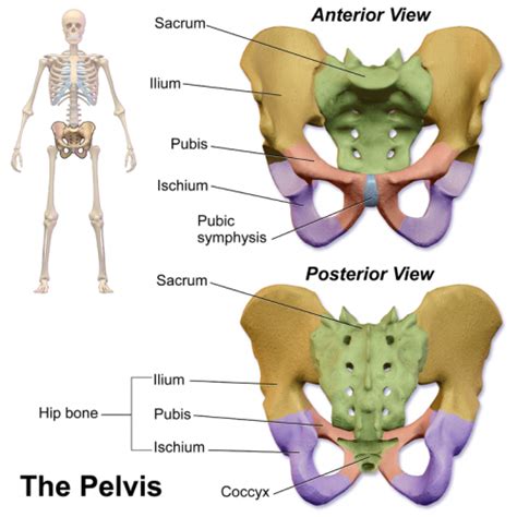 M Sculos De La Pelvis