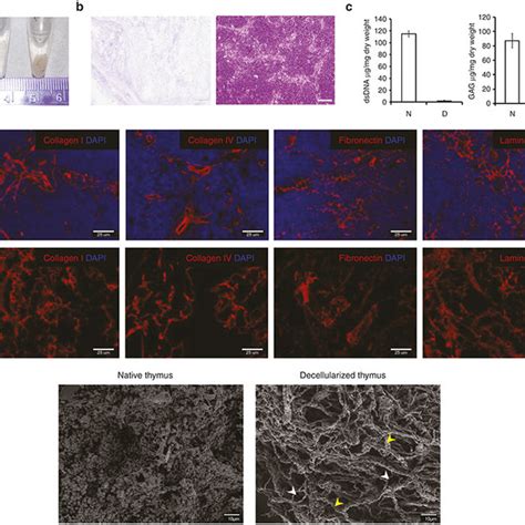 Preservation Of 3 D Ecm Architecture In Decellularized Mouse Thymus