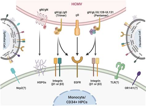 Frontiers Human Cytomegalovirus Host Interactions Egfr And Host Cell