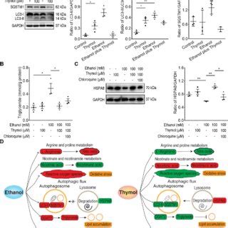 Thymol Ameliorates Ethanol Induced Impairment Of Autophagic Flux A