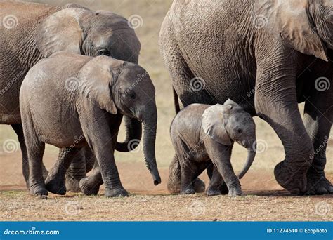 African Elephants, South Africa Stock Photo - Image of south, pachyderm: 11274610