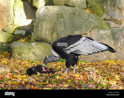 Condors Eating Hi Res Stock Photography And Images Alamy